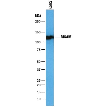 Detection of Human MCAM/CD146 antibody by Western Blot.