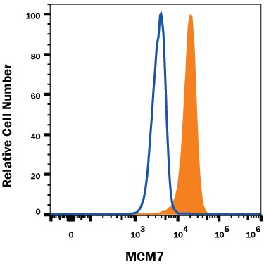 Detection of MCM7 antibody in HeLa Human Cell Line antibody by Flow Cytometry.