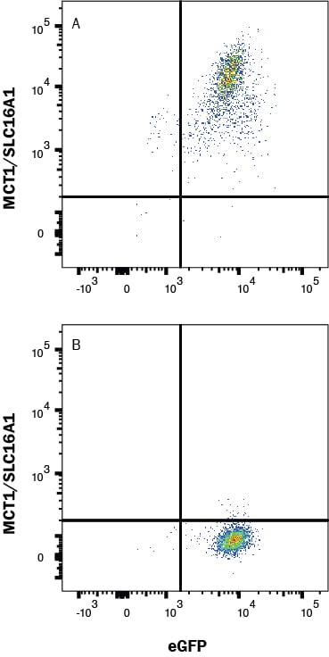Detection of MCT1/SLC16A1 antibody in HEK293 Human Cell Line Transfected with Human MCT1/SLC16A1 and eGFP antibody by Flow Cytometry.