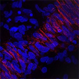 M-Cadherin/Cadherin-15 antibody in Human Embryonic Muscle by Immunohistochemistry (IHC-Fr).