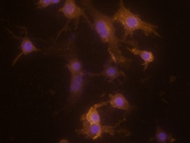 MDL-1/CLEC5A antibody in RAW 264 by Immunocytochemistry (ICC).7 Mouse Cell Line by Immunocytochemistry (ICC).