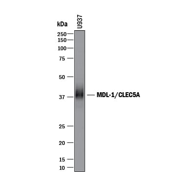 Detection of Human MDL-1/CLEC5A antibody by Western Blot.