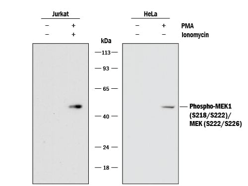 Detection of Human Phospho-MEK1 (S218/S222)/ MEK2 (S222/S226) antibody by Western Blot.