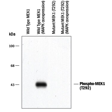 Detection of Phospho-MEK1 (T292) antibody by Western Blot