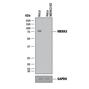 Western Blot Shows Human MEKK3 Antibody Specificity by Using Knockout Cell Line.