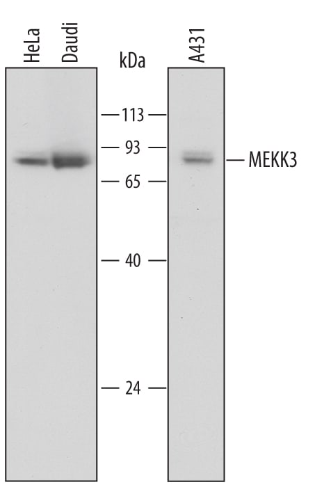 Detection of Human MEKK3 antibody by Western Blot.