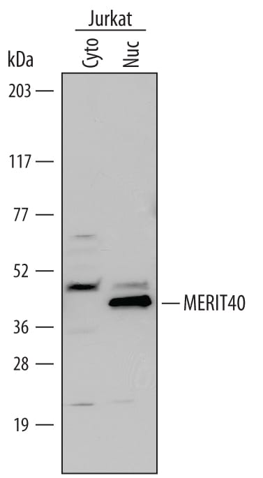 Detection of Human MERIT40 antibody by Western Blot.