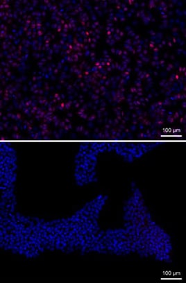 Human MESP1 antibody in H1 Human Embryonic Stem Cells by Immunocytochemistry (ICC).