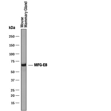 Detection of Mouse MFG‑E8 antibody by Western Blot.