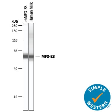 Detection of Human MFG-E8 antibody by Simple WesternTM.