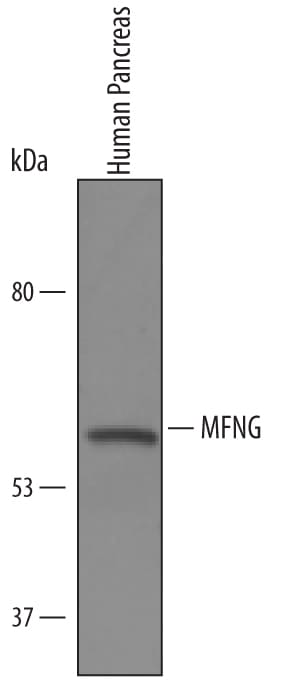 Detection of Human MFNG antibody by Western Blot.