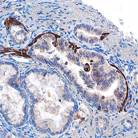 MICA/B antibody in Human Pancreas by Immunohistochemistry (IHC-P).