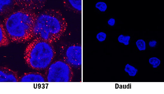 MICL/CLEC12A antibody in U937 Human Cell Line by Immunocytochemistry (ICC).