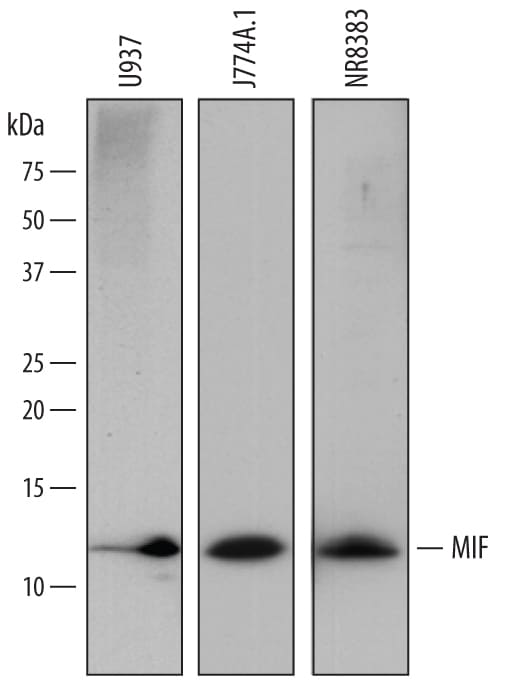 Detection of Human, Mouse, and Rat MIF antibody by Western Blot.