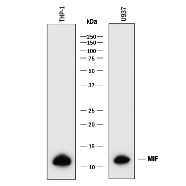 Detection of Human MIF antibody by Western Blot.