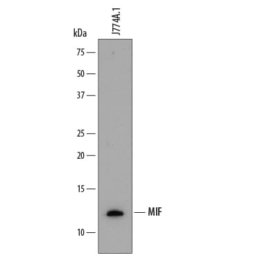 Detection of Mouse MIF antibody by Western Blot.
