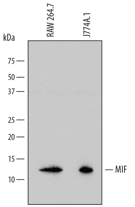 Detection of Mouse MIF antibody by Western Blot.