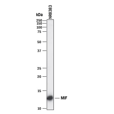 Detection of Rat MIF antibody by Western Blot.