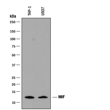 Detection of Human MIF antibody by Western Blot.