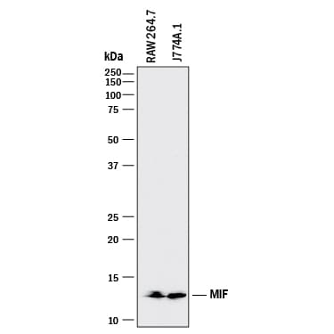 Detection of Mouse MIF antibody by Western Blot.