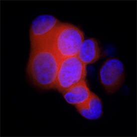 MIS/AMH antibody in LNCaP Human Cell Line by Immunocytochemistry (ICC).