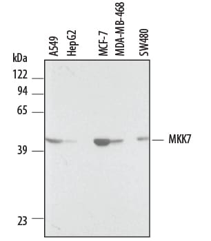 Detection of Human MKK7 antibody by Western Blot.