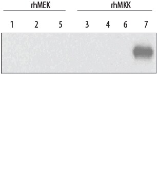 Detection of Human MKK7 antibody by Western Blot.