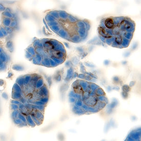 MMP-7 antibody in Mouse Intestine by Immunohistochemistry (IHC-Fr).