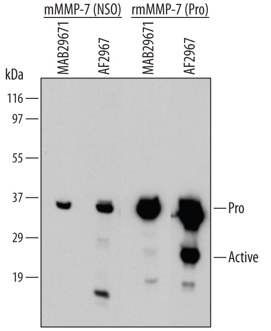 Detection of Mouse Pro-MMP-7 antibody by Western Blot.