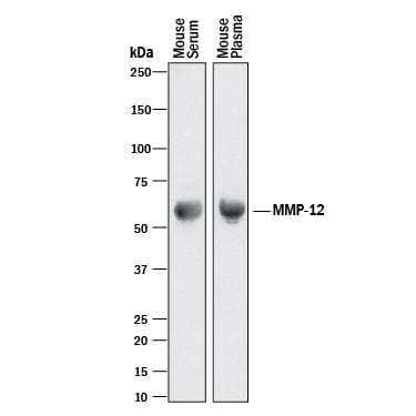 Detection of Mouse MMP‑12 antibody by Western Blot.