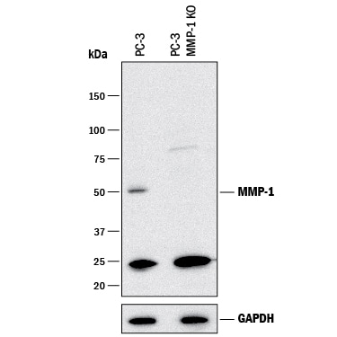 Western Blot Shows Human MMP-1 Antibody Specificity by Using Knockout Cell Line.