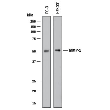 Detection of Human MMP-1 antibody by Western Blot.