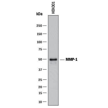 Detection of Human MMP-1 antibody by Western Blot.