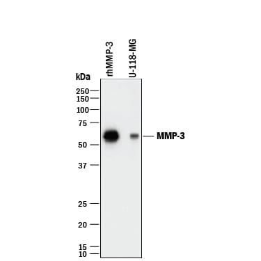 Detection of Human MMP-3 antibody by Western Blot.