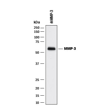 Detection of Human MMP-3 antibody by Western Blot.