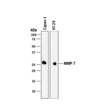 Detection of Human MMP-7 antibody by Western Blot.