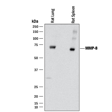 Detection of Rat MMP-8 antibody by Western Blot.