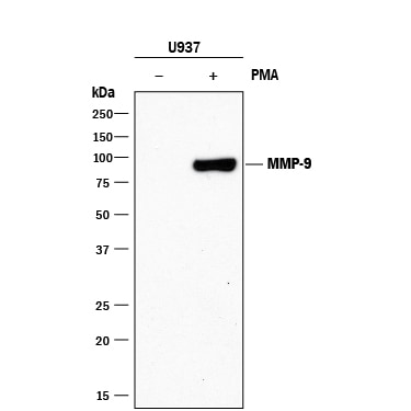 Detection of Human MMP-9 antibody by Western Blot.