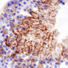 MMR/CD206 antibody in Mouse Testis by Immunohistochemistry (IHC-Fr).