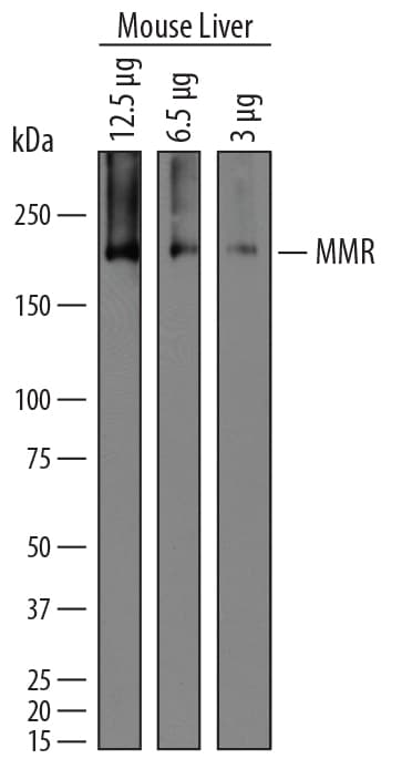 Detection of Mouse MMR/CD206 antibody by Western Blot.