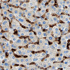 MMR/CD206 antibody in Human Liver by Immunohistochemistry (IHC-P).