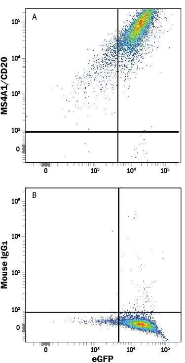 Detection of MS4A1/CD20 antibody in HEK293 Human Cell Line Transfected with Human MS4A1/CD20 and eGFP antibody by Flow Cytometry.