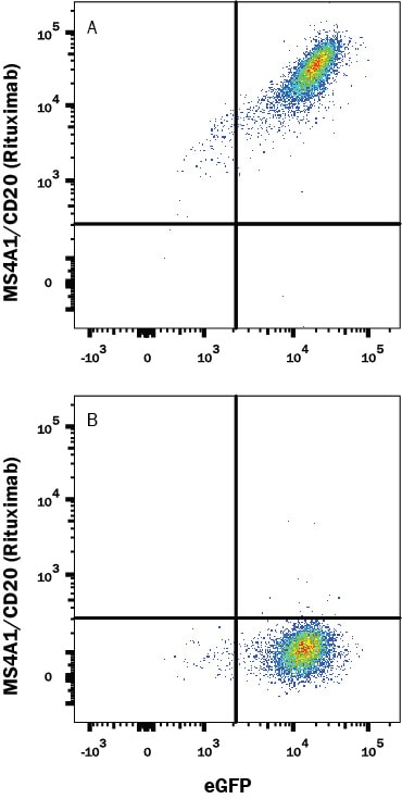 Detection of MS4A1/CD20 antibody in HEK293 Human cell line Transfected with Human MS4A1/CD20 and eGFP antibody by Flow Cytometry.