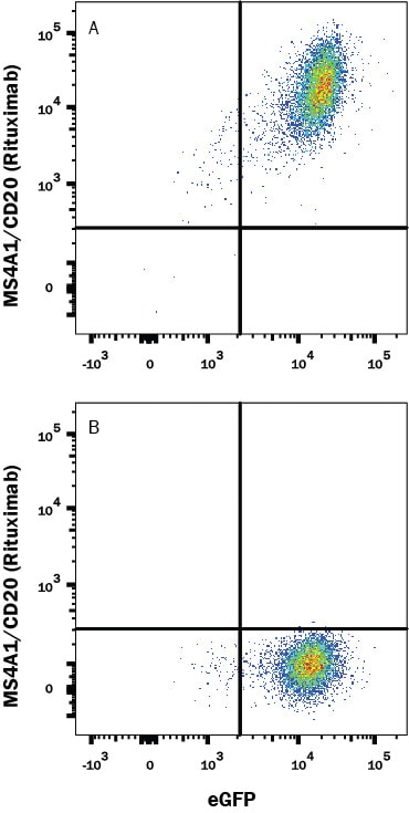 Detection of CD20 antibody in HEK293 Human cell line Transfected with Human CD20 and eGFP antibody by Flow Cytometry