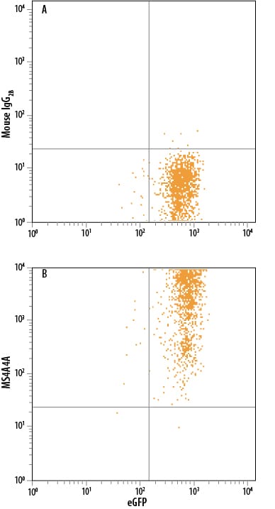 Detection of MS4A4A antibody in HEK293 Human Cell Line Co-transfected with MS4A4A and eGFP antibody by Flow Cytometry.