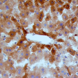MSP/MST1 antibody in Mouse Liver by Immunohistochemistry (IHC-Fr).