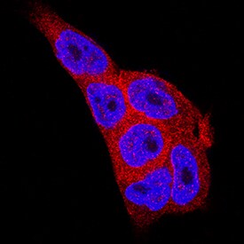 MST2/STK3 antibody in A431 Human Cell Line by Immunocytochemistry (ICC).