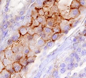 MUCDHL antibody in Human Kidney by Immunohistochemistry (IHC-P).
