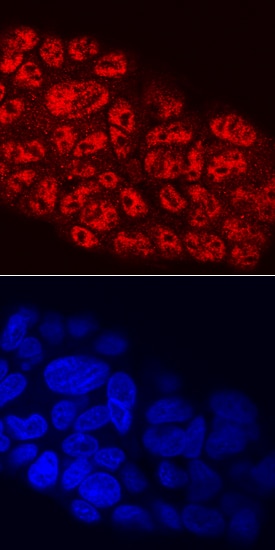 MafB antibody in HepG2 Human Cell Line by Immunocytochemistry (ICC).