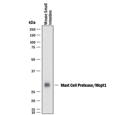 Detection of Mouse Mast Cell Protease-1/Mcpt1 antibody by Western Blot.